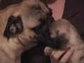 Pug video
