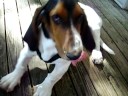 My Basset Hound Dozer