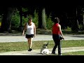 Click here to watch this video Labrador Rocco Starting Off Leash Dogtra Pager E Collar co starring little Cocker Spaniel