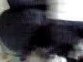 syakuhachi suzuki katsuo