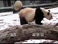 Tai Shan & Mei Xiang - Together - (Part I)