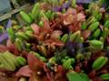 teleflora smiles
