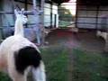 Llama Bodyguard