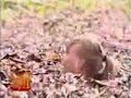 broma bosque