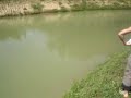 pecanje