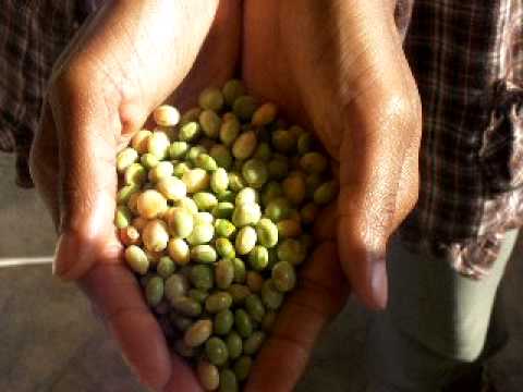 how to harvest pigeon peas