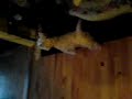 my puppies my puppies
