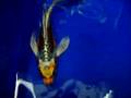 CHICAGO KOI.COM'S  BUTTERFLY SELECTIONS
