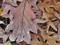 Terrace Oaks Park Walk Burnsville MN Terrace Oaks Park Walk Burnsville MN