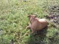 Video0021.mp4
