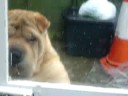 Saffy says \" Let me In......\"