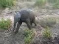 wild elephant baby comes to our car!