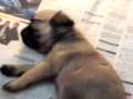 videos de INA Champion PUG puppies 1 month old