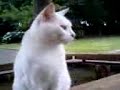 のら猫