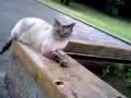のら猫