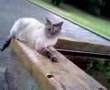 のら猫