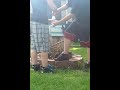 Click here to watch this video vinegar bomb