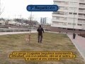videos de Cobro/Apport con direcciones (OCI) Obediencia