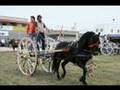 Tradizioni Salentine www.galatina-online.it