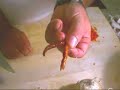PIG FEET