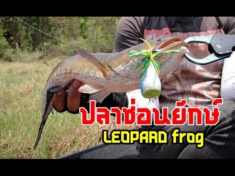 ปลาช่อนยักษ์ มันส์ต้องโดนแบบนี้ by LEOPARD frog