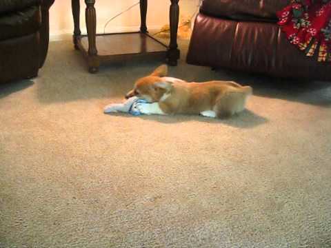 Sunny Playing Inside