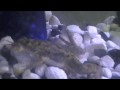 African Clawed Frogs Eating Live Crickets