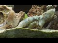 dans 90 gallon reef tank