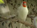Darrrrek - Breeding carduelis major2