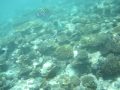 Maldives Snokelling Banyan Tree Nice Coral And Fishes
