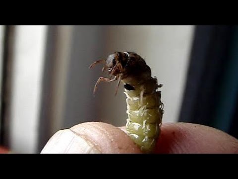 личинка ручейника что клюет личинка ручейника что клюет