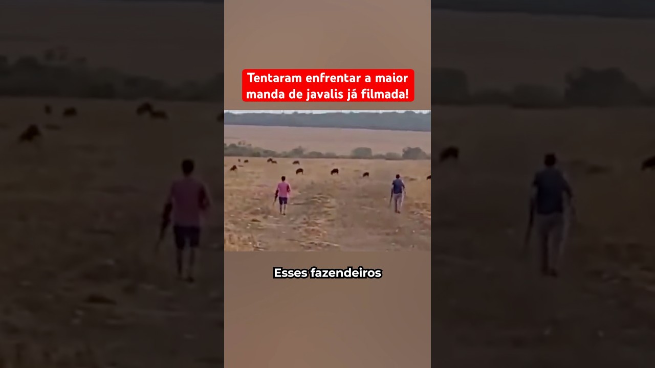 Tentaram enfrentar a maior manada de javalis já filmada!