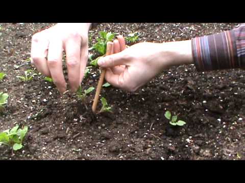 how to transplant vegetable plants