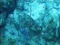 Bonaire:  Turtles