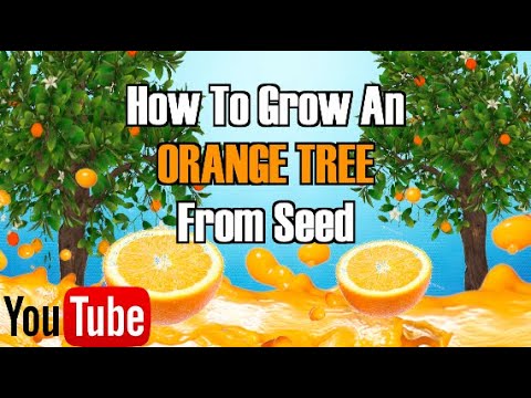 how to grow oranges