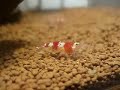 Closeup of Red Bee Shrimp Eating Food.