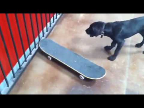 Labrador Puppy learns to ride skateboard.