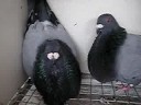 Pichones Gorgueros 4