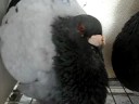 Pichones Gorgueros 4