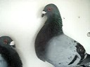Pichones Gorgueros 4