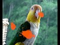 Caique Parrot Music Video Caique Parrot Music Video