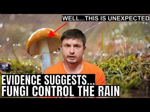 Mushrooms Have an Ability to Control Rain According to New Study