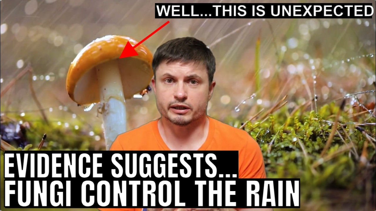 Mushrooms Have an Ability to Control Rain According to New Study
