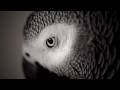 The african Grey Parrot close up