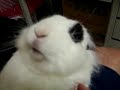super fat bunny feeding