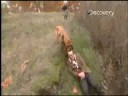 MythBusters - Dog Gets Convict