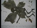 Mummified Derbyshire Fairy Interview 1 Mummified Derbyshire Fairy Interview 1