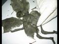 Mummified Derbyshire Fairy Interview 1