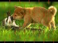 ANIMALES GRACIOSOS II