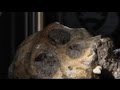 Euronews Science - Australopithecus Sediba : Le Chaînon Manquant ?